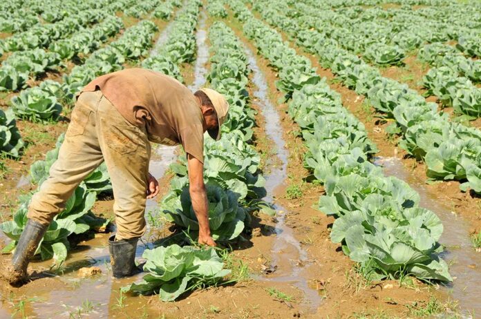 agricultorDOM
