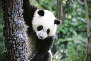 oso-panda-eeuu