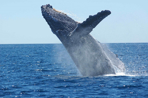 ballenas-y-delfines
