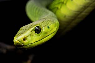 serpiente