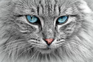 dia-gato