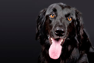 perro-