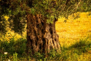 arbol de olivo