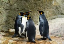 Día de Concienciación por los Pingüinos