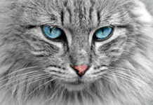 Día Internacional del Gato