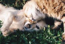 Día Mundial de la Esterilización Animal