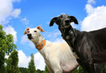Día Mundial del Galgo