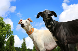 galgo