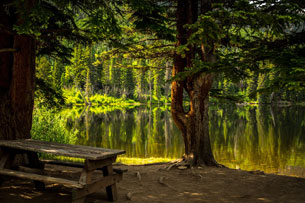 bosques-2024