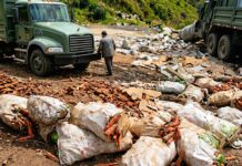 Gobierno lleva a los productores de Zanahoria a la quiebra