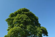 5 mayo ( Dia Nacional del árbol)