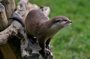 nutria