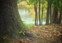 Día Mundial del Árbol