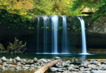 Día Internacional de los Bosques Tropicales