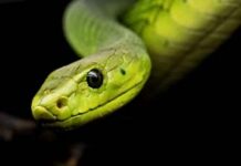 Día Mundial de la Serpiente