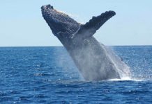 Día Mundial de las Ballenas y los Delfines
