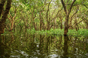 manglar