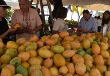 ANPA responsabiliza a Agricultura por prohibición exportación de mangos
