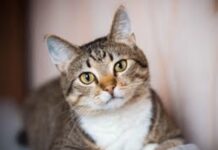Día Internacional del Gato