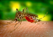 Día Internacional contra el Dengue