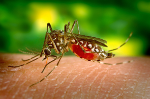 contra-el-dengue