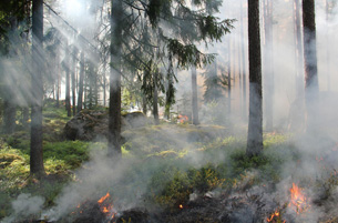 incendios-forestales