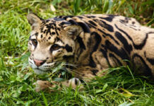 Día Internacional del Leopardo