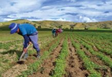 Día Mundial de la Agricultura