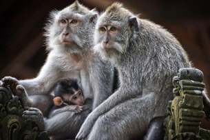 primates
