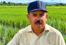 PLD felicita a los arroceros en “El Día Mundial del Arroz