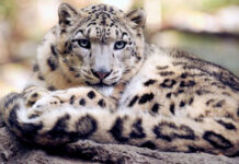 Día Internacional del Leopardo de las Nieves